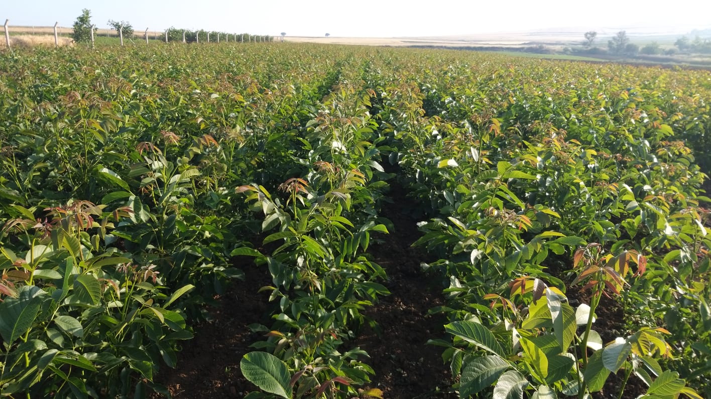 Elma Fidanı Dikimi ve Bakımı: Başlangıç Rehberi