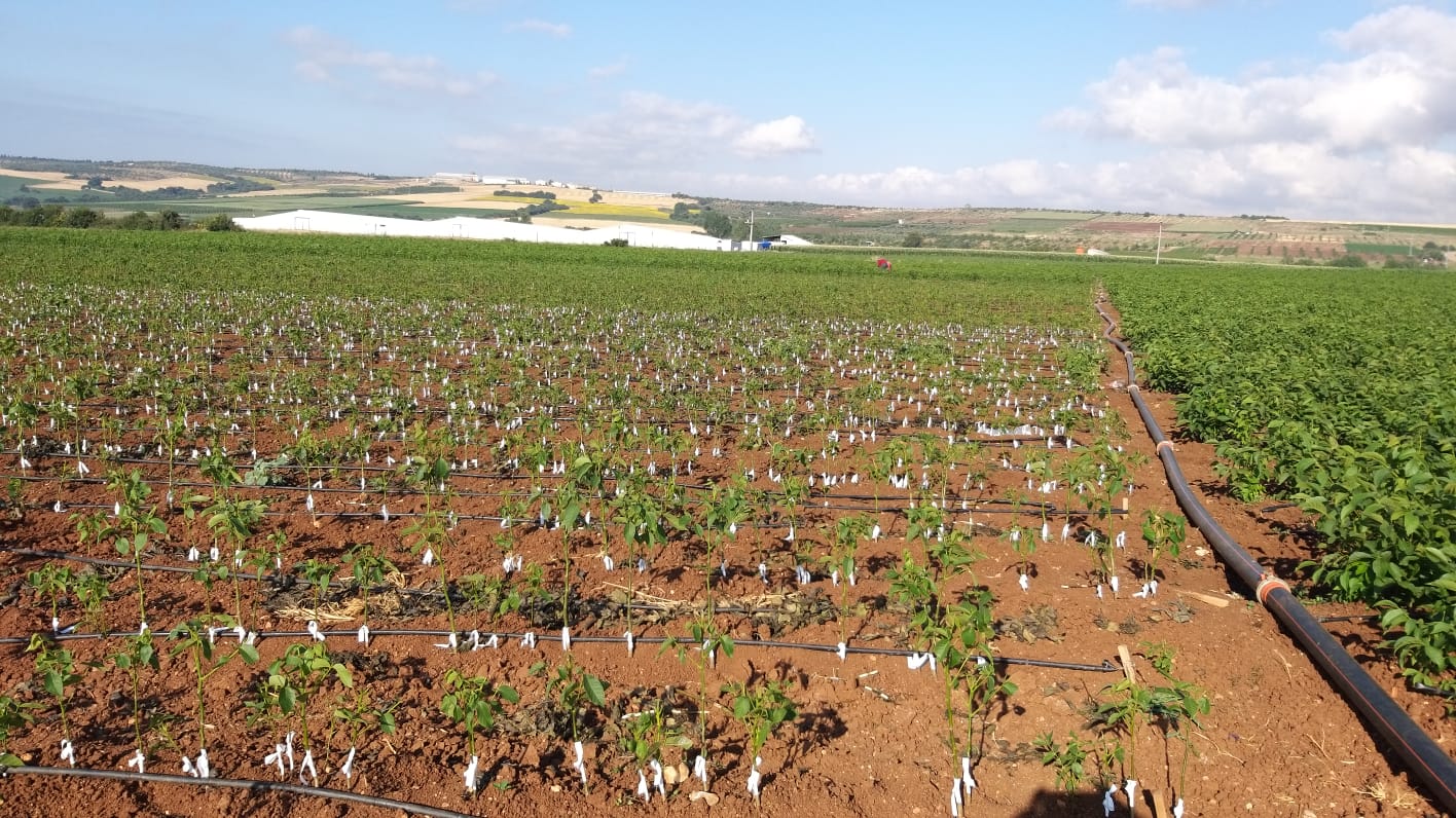 Meyve Fidanı Dikimi: Başlangıç Rehberi (Yeni Başlayanlar İçin)